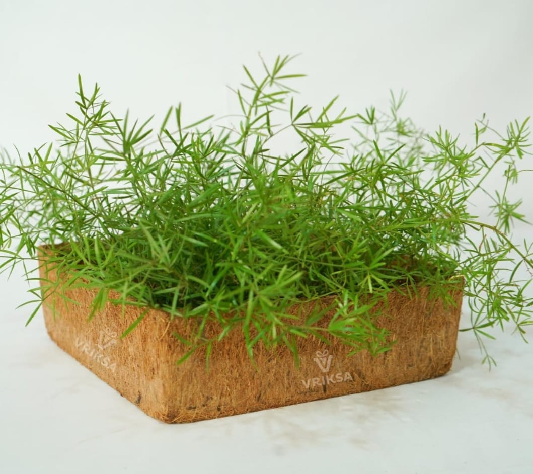 Sustainable Surprise (Plantable)