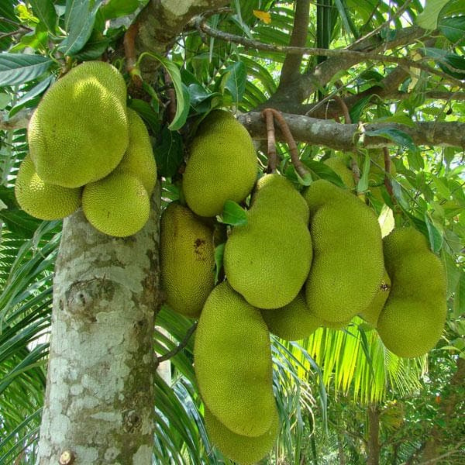 Jackfruit Chips | 250 g