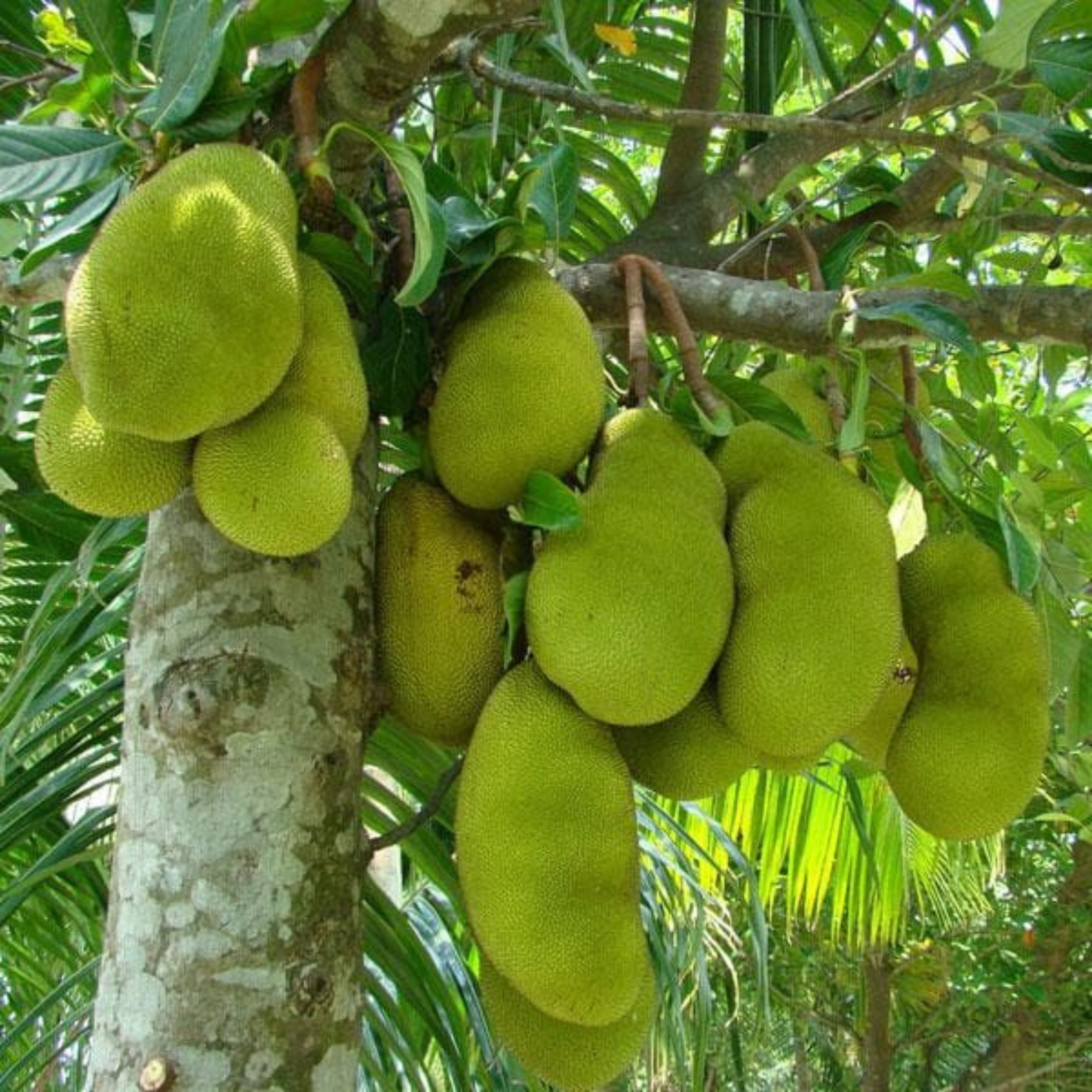 Jackfruit Chips | 250 g