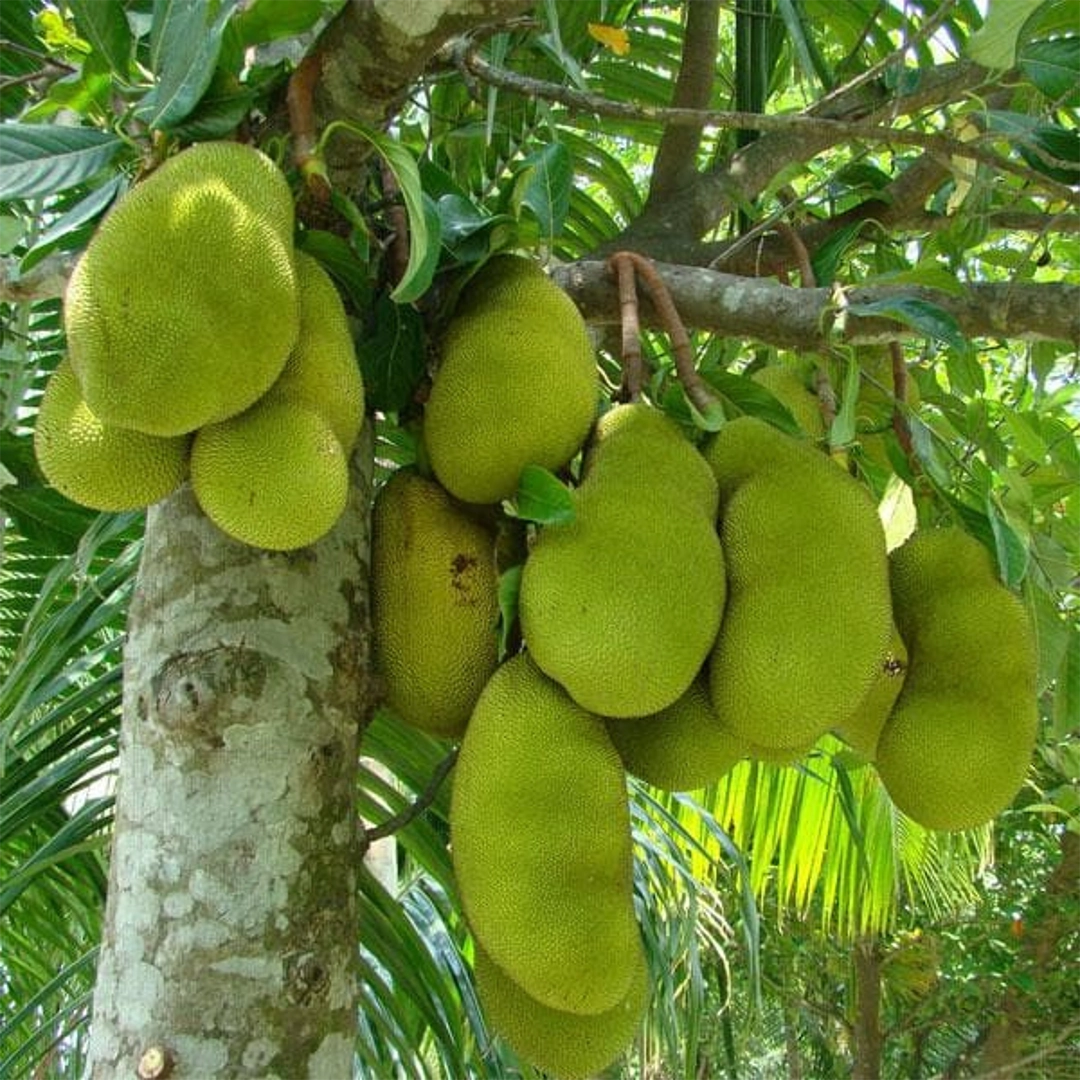 Jackfruit Chips | 250 g