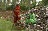 Tengin coconut farmer Arsikere Karnataka farmer-sourced cold-pressed coconut oil