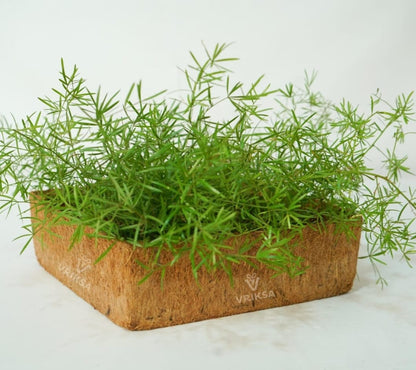 Sustainable Surprise (Plantable)