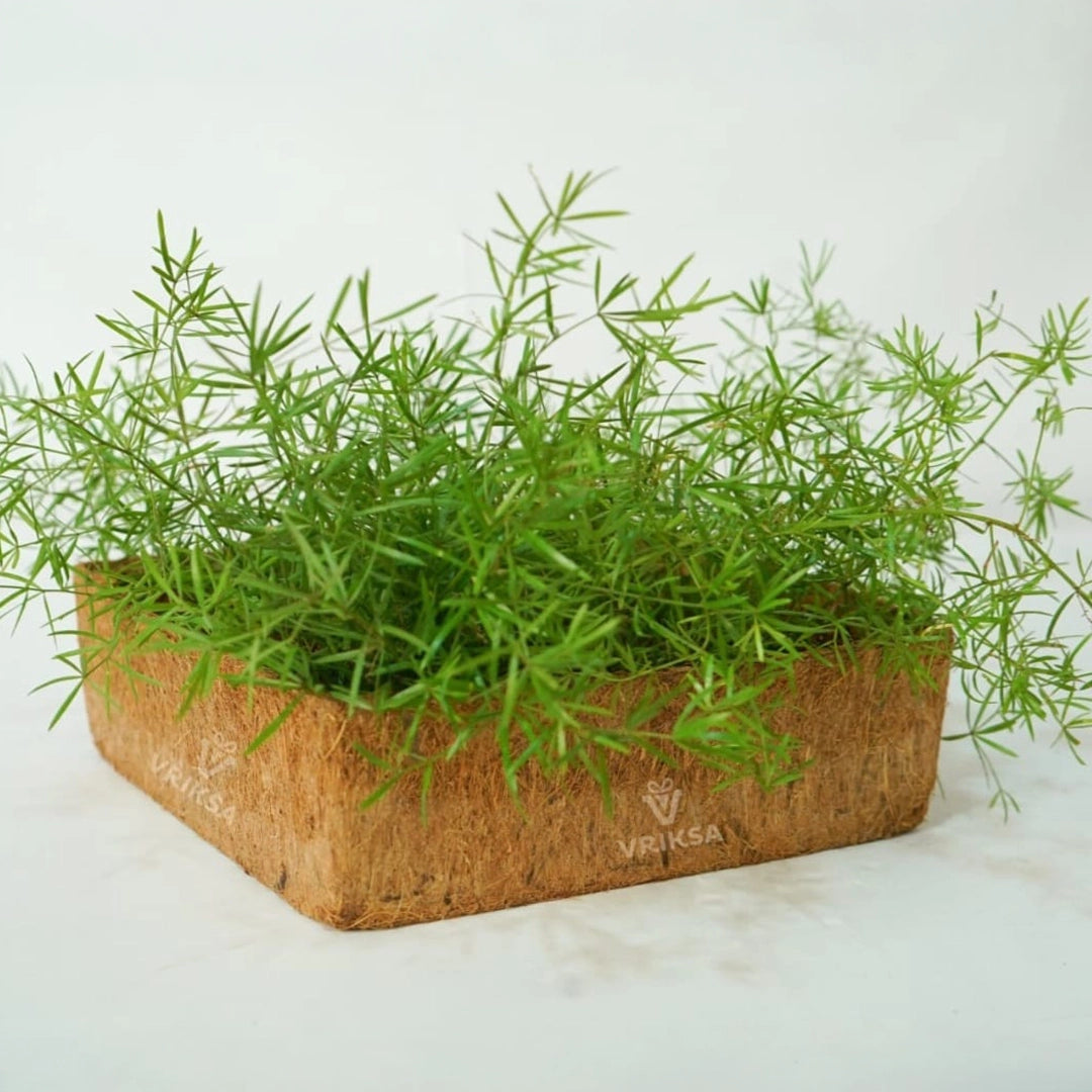 Sustainable Surprise (Plantable)
