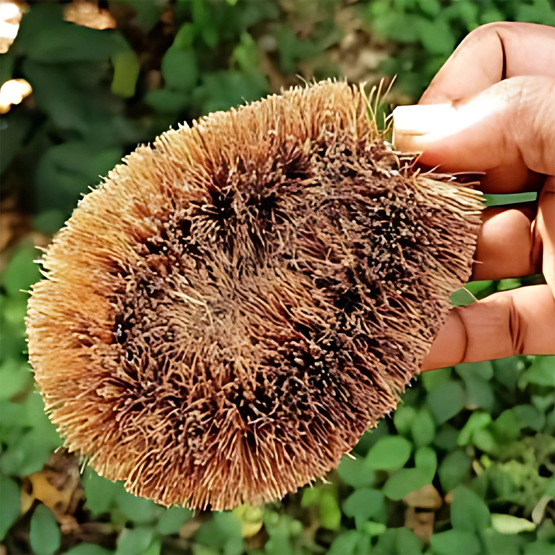 Vegetable Cleaner / Tawashi Brush