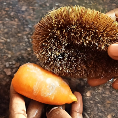 Vegetable Cleaner / Tawashi Brush